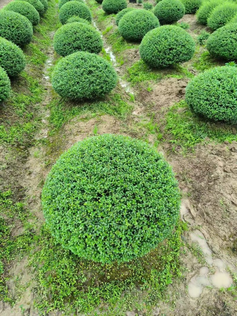 川滇蜡树球冠幅:1m、1.2m量，价优欢迎来一亩田订购。