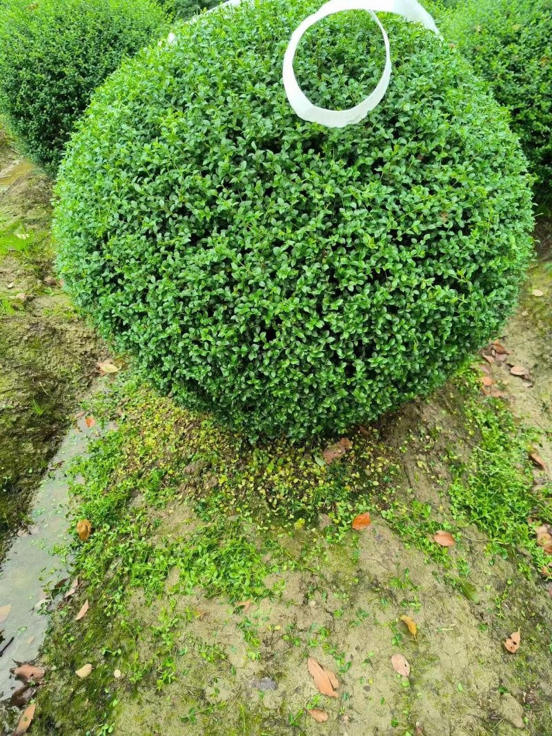 川滇蜡树球冠幅:1m、1.2m量，价优欢迎来一亩田订购。