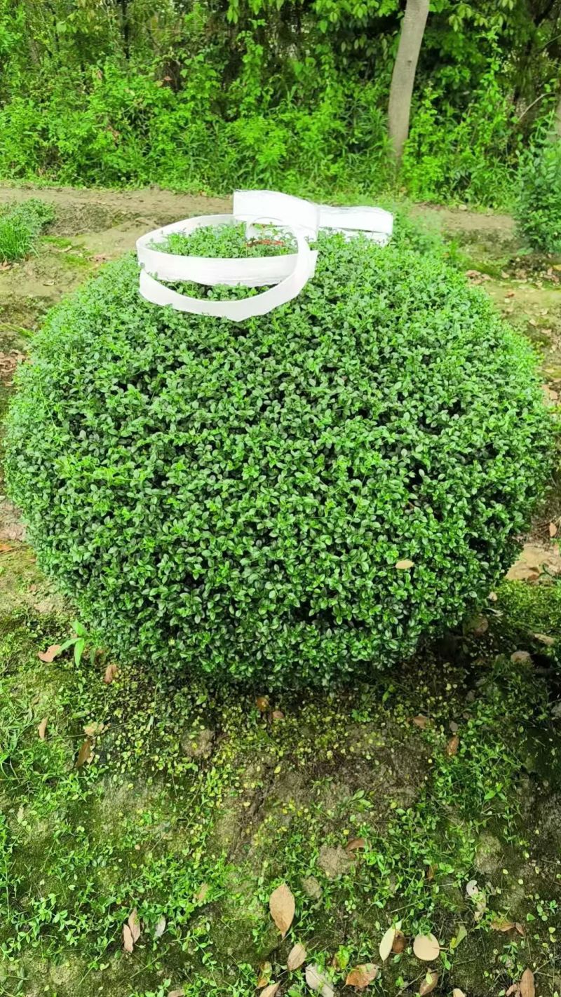 川滇蜡树球冠幅:1m、1.2m量，价优欢迎来一亩田订购。