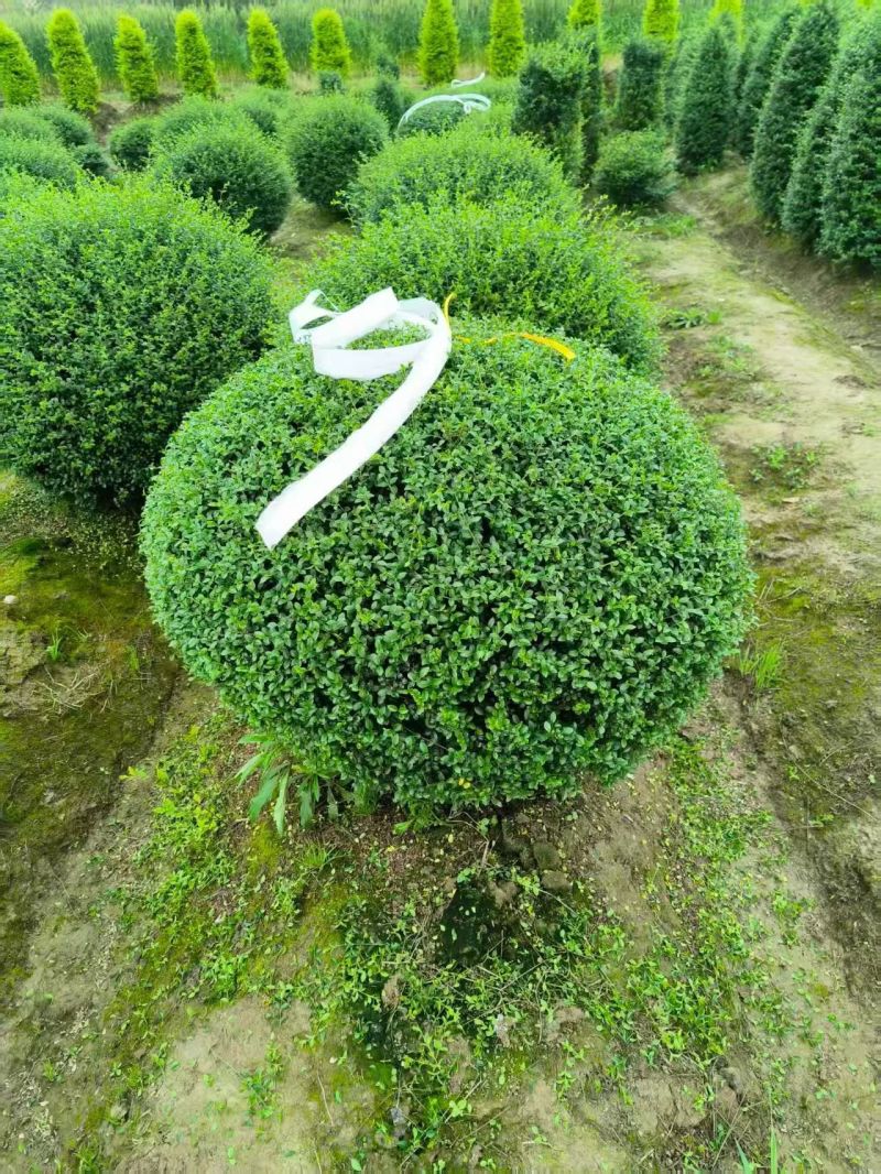川滇蜡树球冠幅:1m、1.2m量，价优欢迎来一亩田订购。