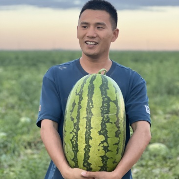 1新疆西瓜,金城五号,吐鲁番西瓜,哈密西瓜,昌吉西瓜