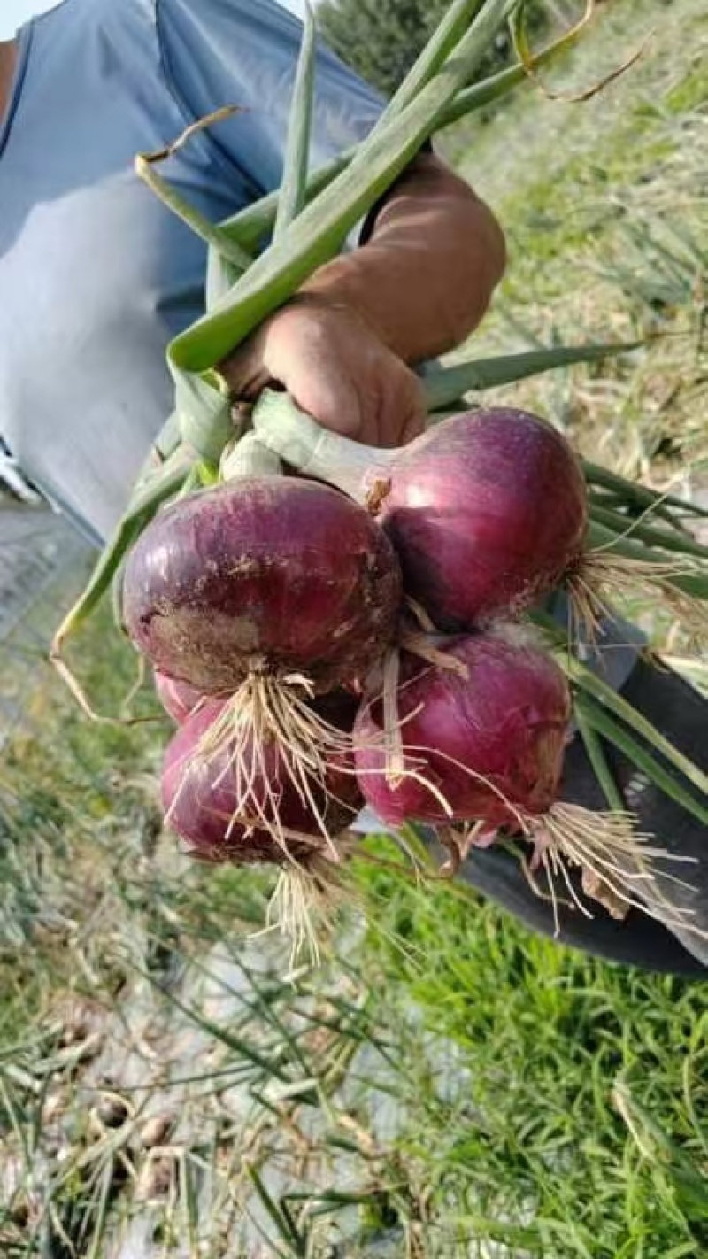 精品洋葱手挑货，对接各大市场质量三包货源充足