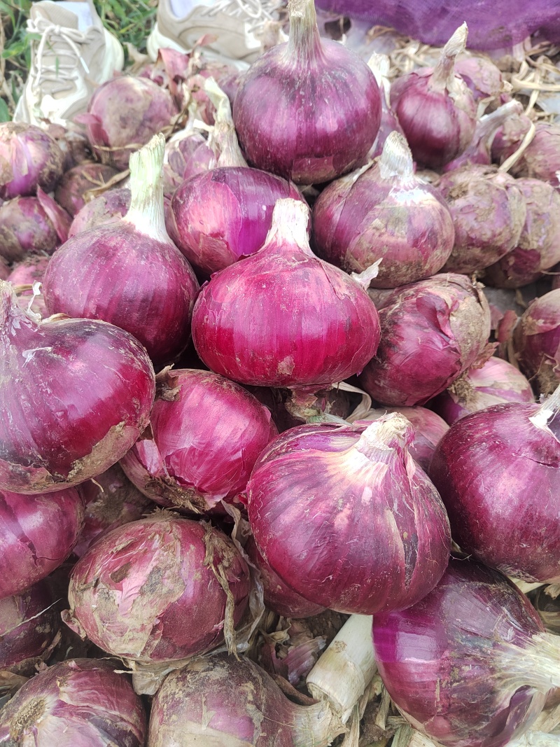 精品洋葱手挑货，对接各大市场质量三包货源充足