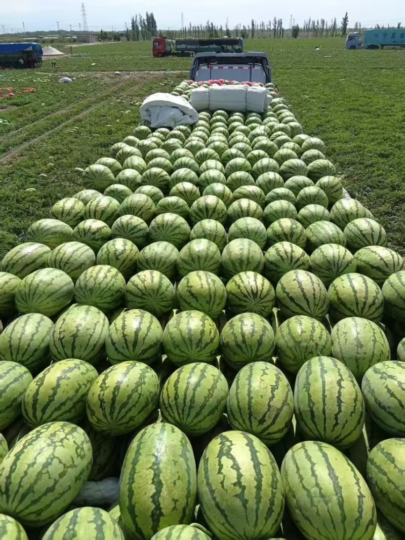 2新疆西瓜，金城五号，吐鲁番西瓜，哈密西瓜，昌吉西瓜