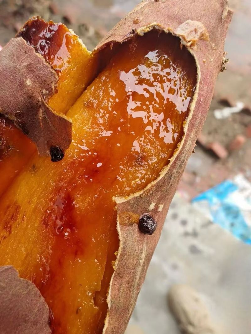 烟蜜薯苗