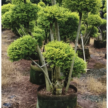 亮晶女贞系列造型供应，基地直发，有需要及规格及价联系详谈