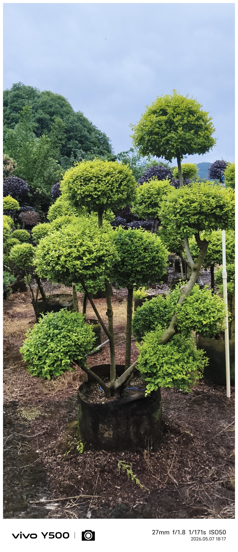 亮晶女贞系列造型供应，基地直发，有需要及规格及价联系详谈