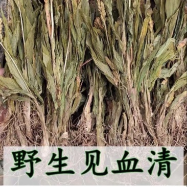 见血清中药材冷背中药材大全货真价实批发零售