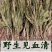 见血清中药材冷背中药材大全货真价实批发零售