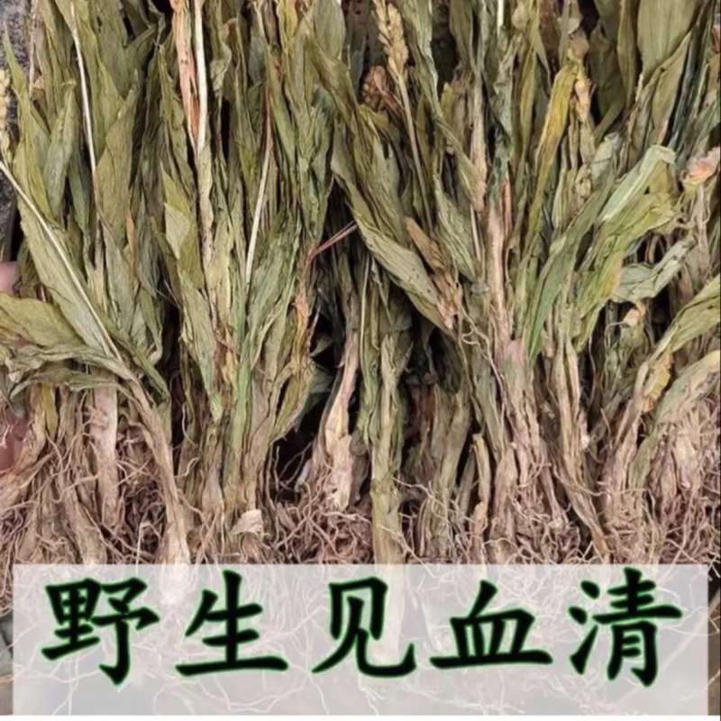 见血清中药材冷背中药材大全货真价实批发零售