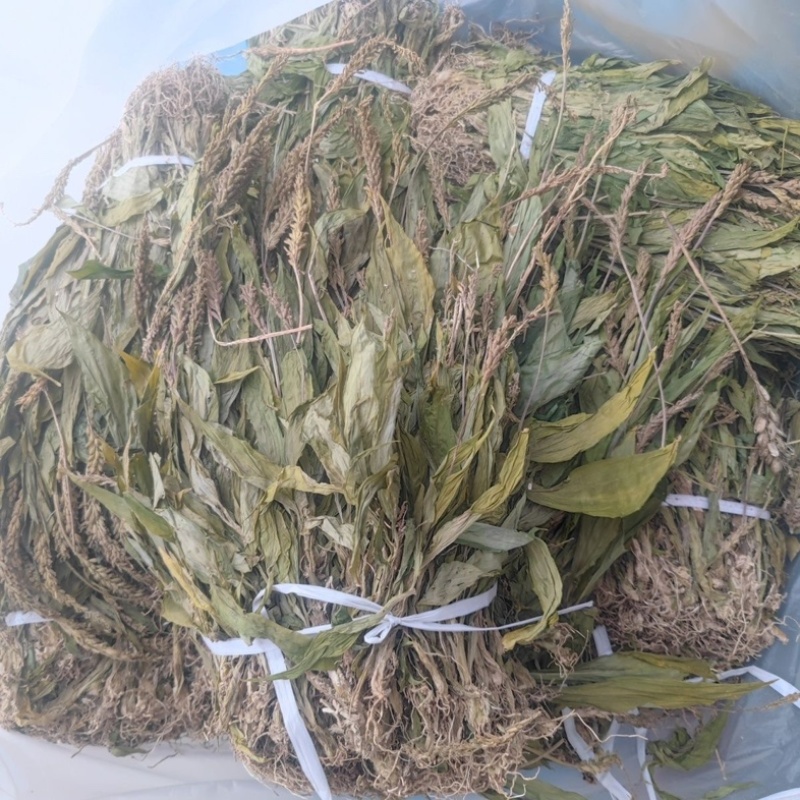 见血清中药材冷背中药材大全货真价实批发零售