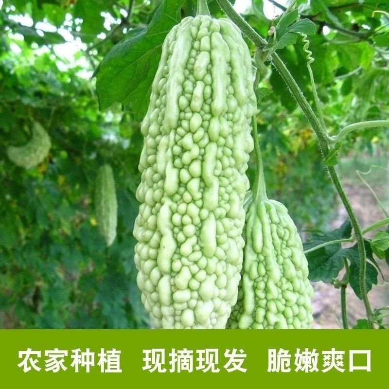 南山苦瓜珍珠苦瓜，翠绿苦瓜，食堂货超市货电商货一手货源