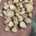 山慈姑统光慈姑颗粒饱满新货关书药业专注品质