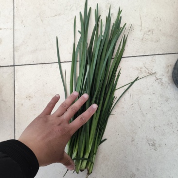精品头刀蔬菜食品厂市场大量供应