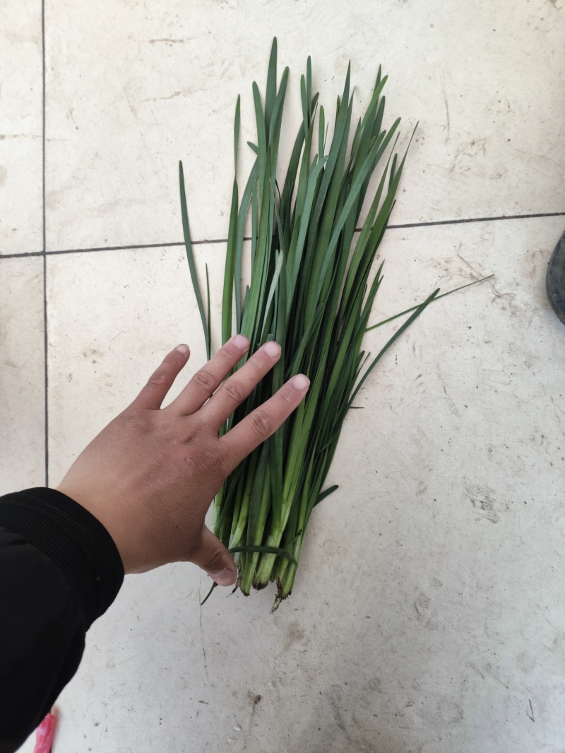 精品头刀蔬菜食品厂市场大量供应