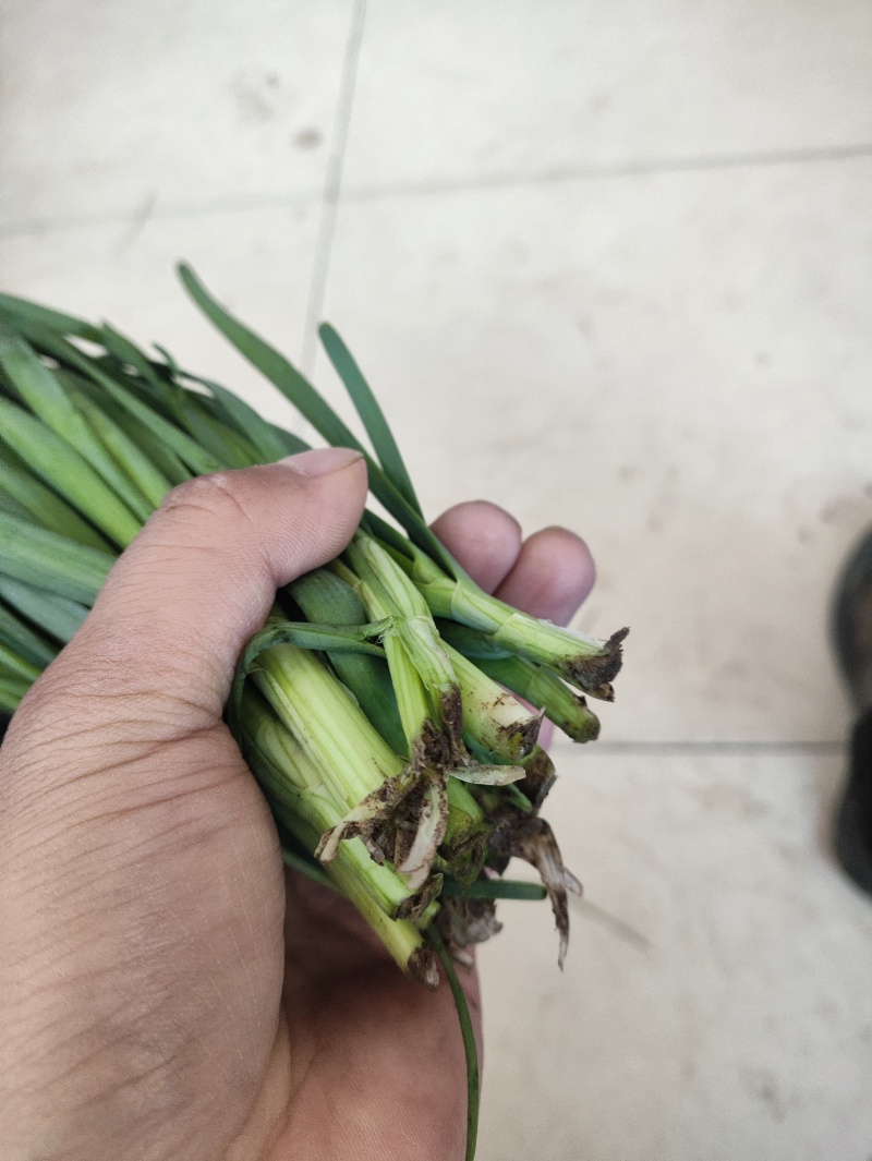 精品头刀蔬菜食品厂市场大量供应