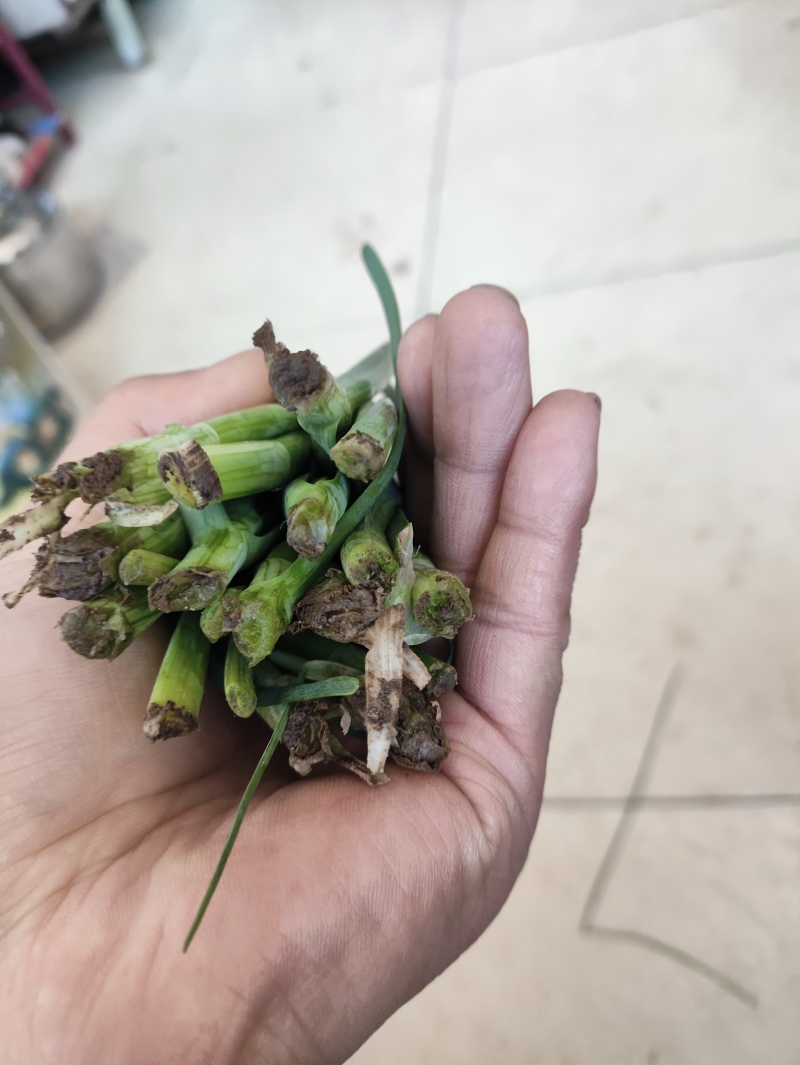 精品黑马莲韭菜有需要的联系和唐山一模一样的质量