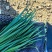 精品黑马莲韭菜有需要的联系和唐山一模一样的质量