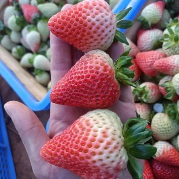 云南会泽草莓蒙特瑞四季草莓产地直供现摘现发量大价优