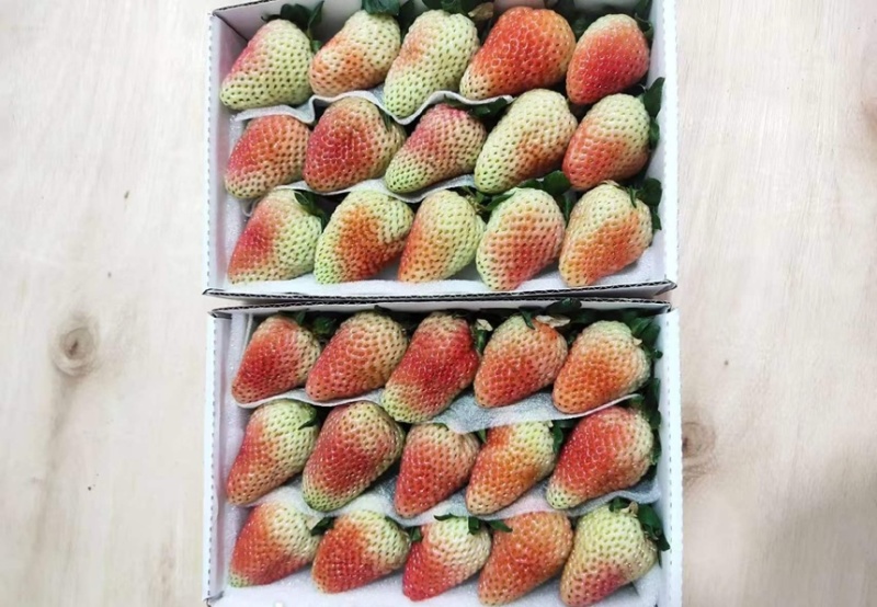 云南会泽草莓蒙特瑞四季草莓产地直供现摘现发量大价优