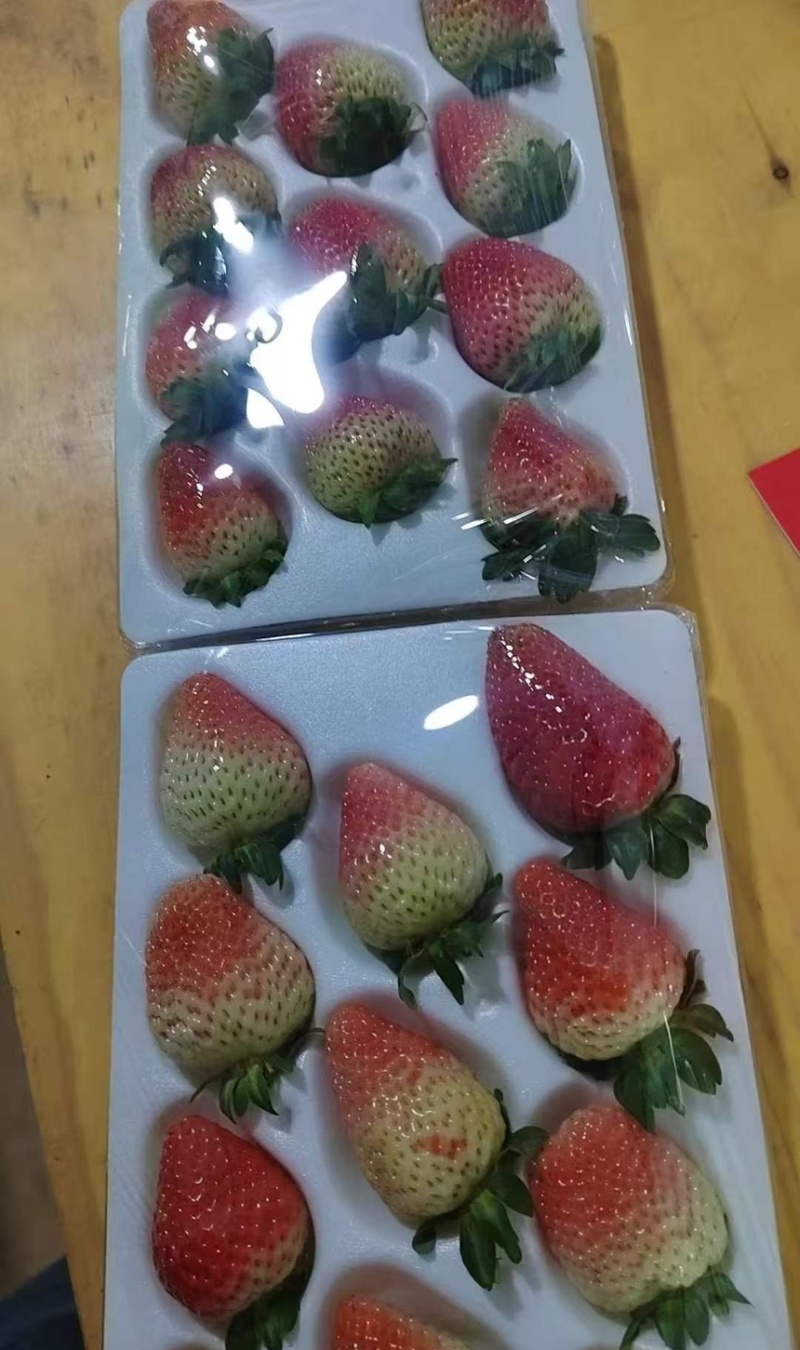 云南会泽草莓蒙特瑞四季草莓产地直供现摘现发量大价优