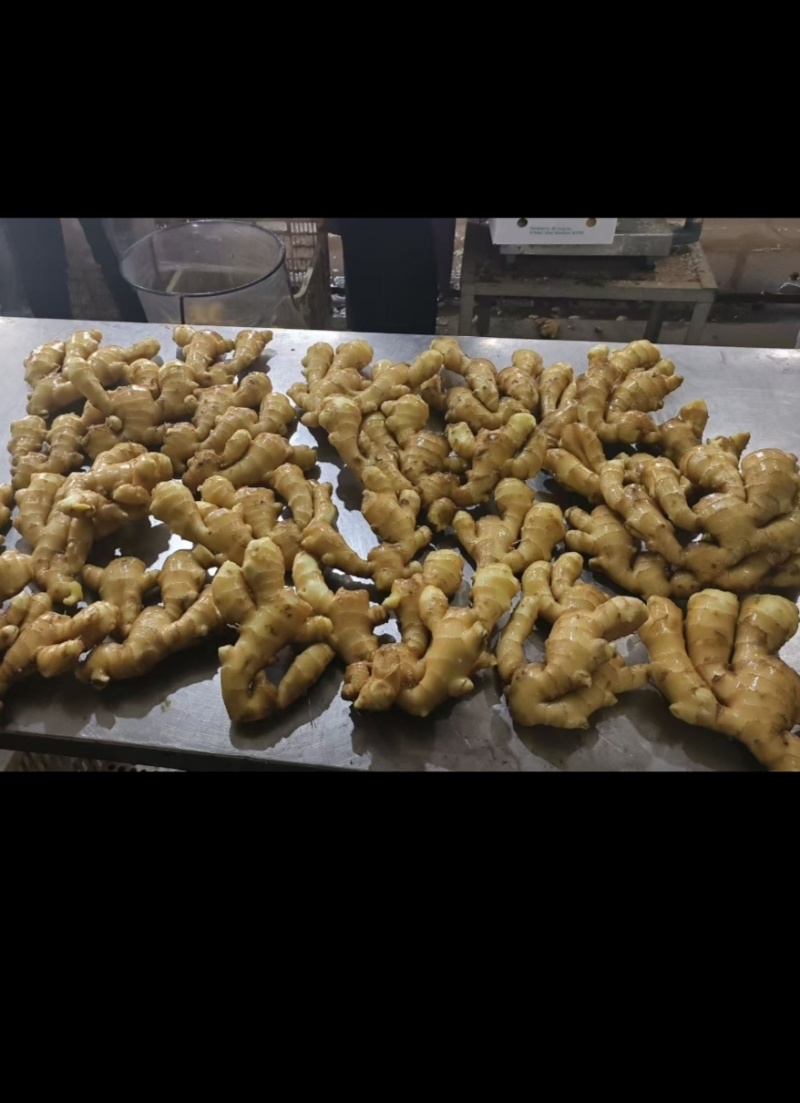 《精选》窖藏大黄姜【一手货源/常年供应】坏烂包赔/全国发货
