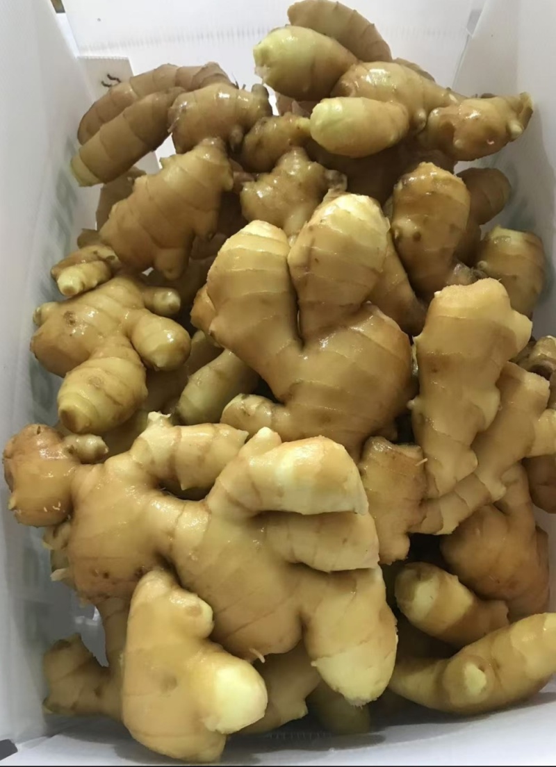 《精选》窖藏大黄姜【一手货源/常年供应】坏烂包赔/全国发货