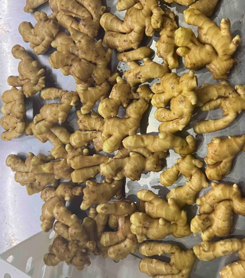 《精选》窖藏大黄姜【一手货源/常年供应】坏烂包赔/全国发货
