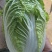 玲珑黄心大白菜！