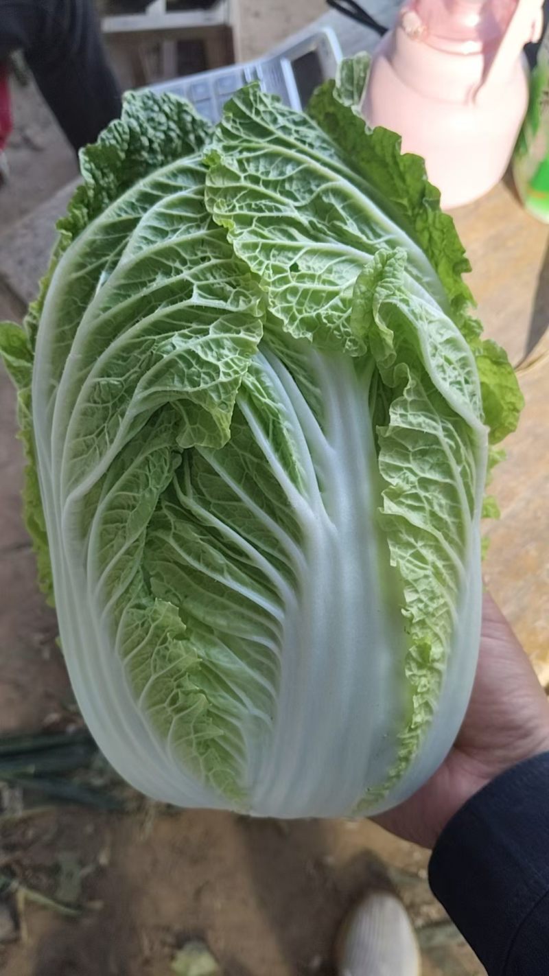 玲珑黄心大白菜！