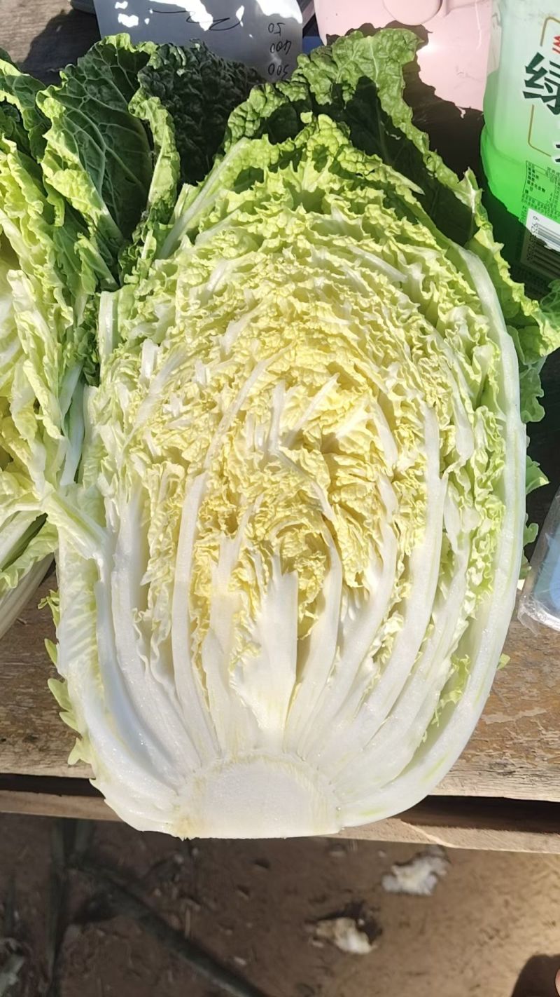 玲珑黄心大白菜！