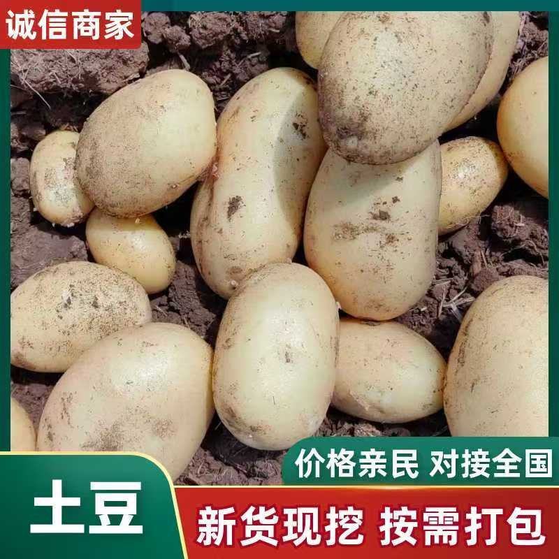 商丘沃土土豆大量上市中