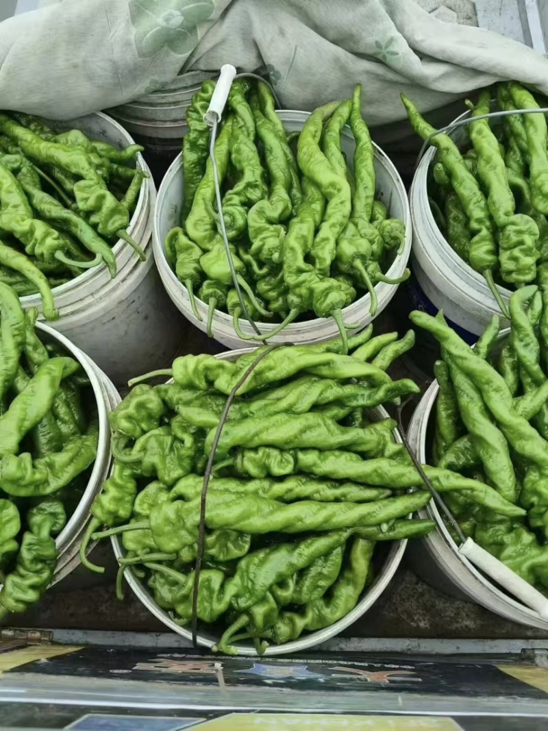 山东莘县精品螺丝椒大量现货产地整车批发