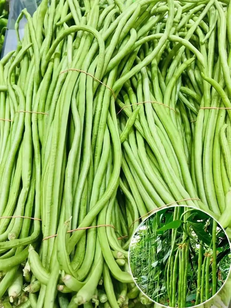 中国莘县豆角新鲜采摘源头供货整车批发
