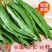 山东莘县扁豆角中国蔬菜**县新鲜采摘源头供货