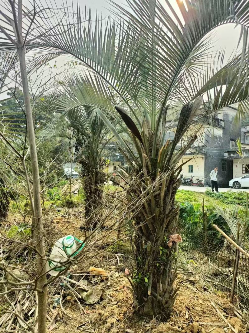 2605基地长期供应布迪椰子树容器苗棕榈