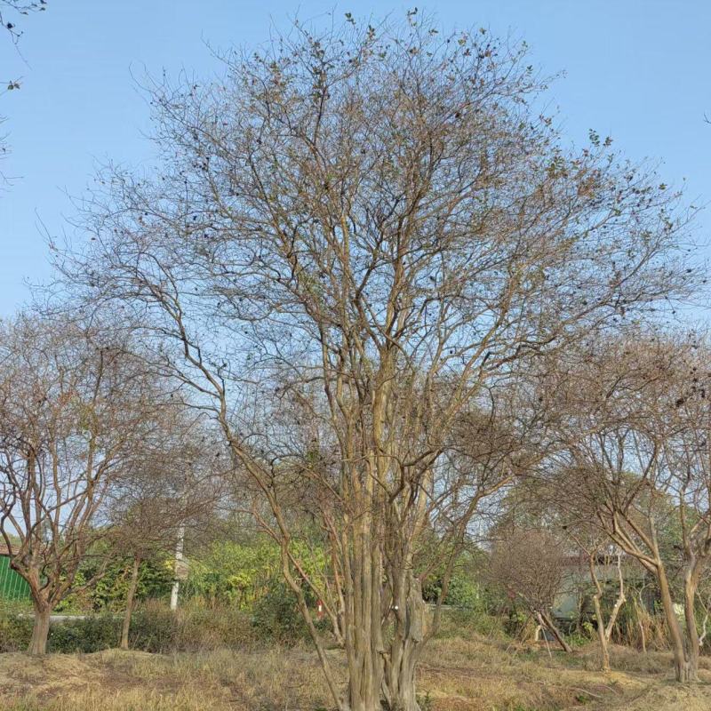 2605基地长期供应多杆丛生小叶紫薇红花紫薇