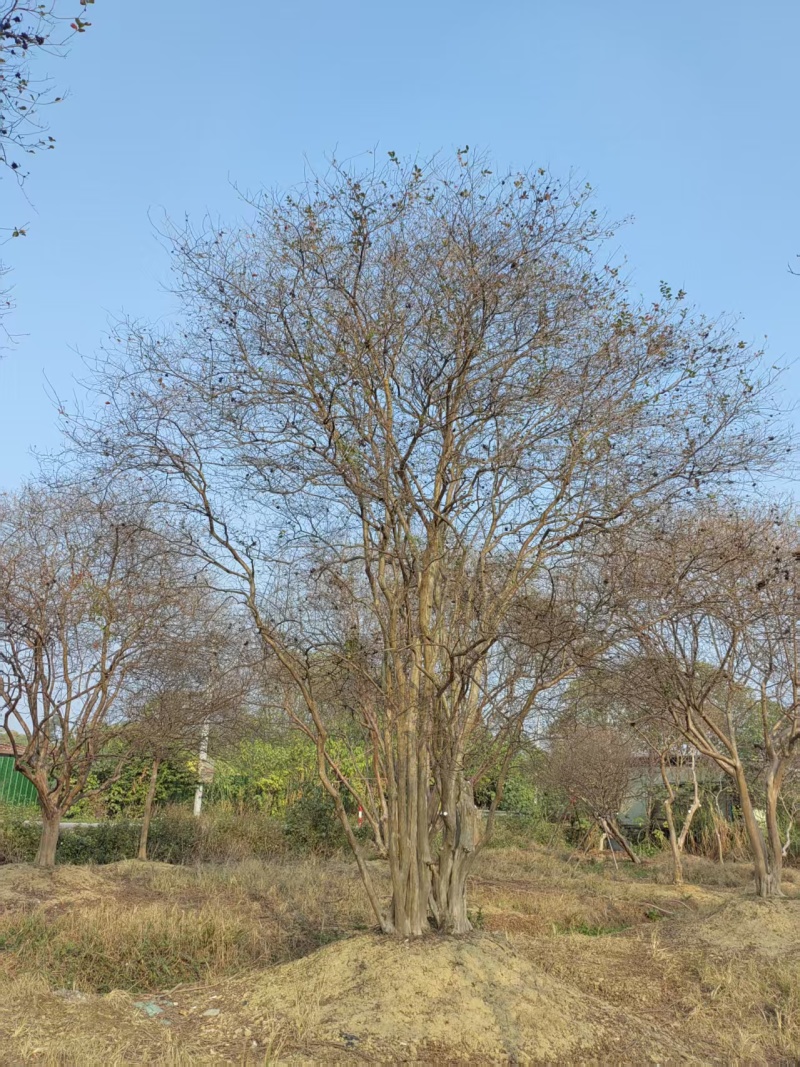 2605基地长期供应多杆丛生小叶紫薇红花紫薇