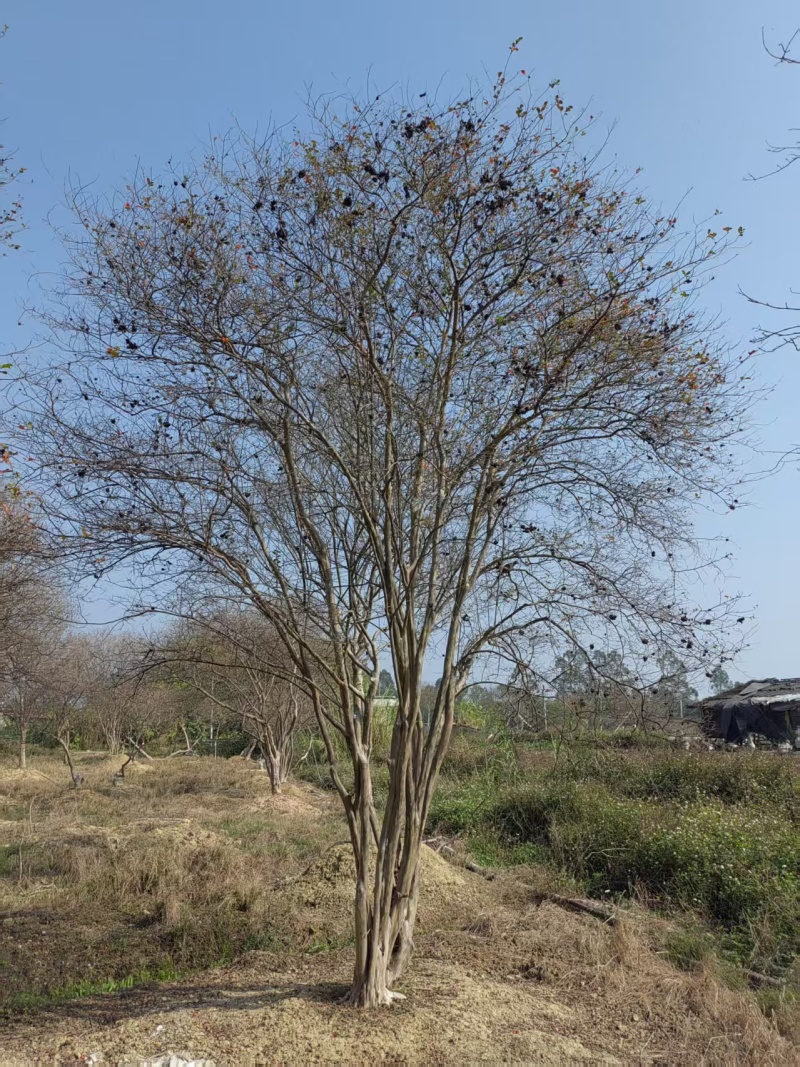 2605基地长期供应多杆丛生小叶紫薇红花紫薇