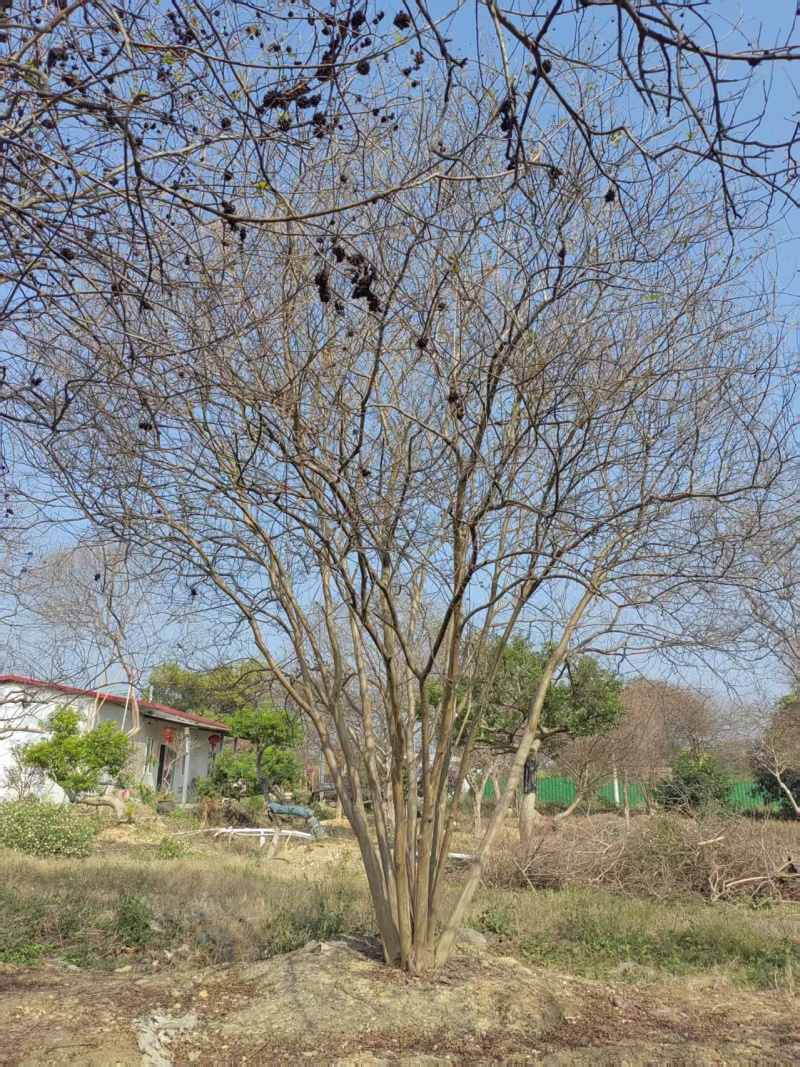 2605基地长期供应多杆丛生小叶紫薇红花紫薇