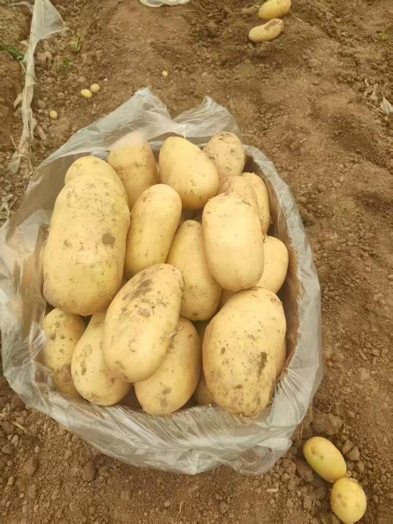 河南黄心土豆大量上市产地直发量大从优对接市场商超平台食堂
