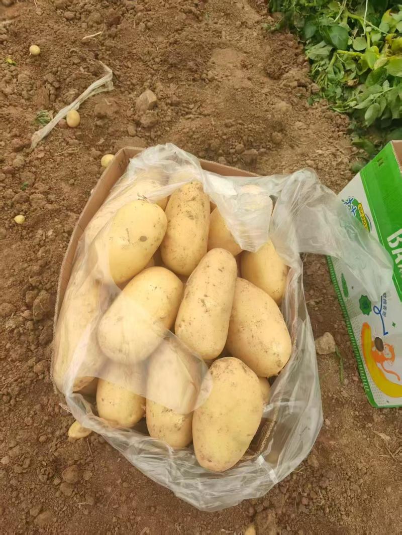 河南黄心土豆大量上市产地直发量大从优对接市场商超平台食堂