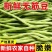 山东莘县圆芸豆源头直供当天采摘整车批发