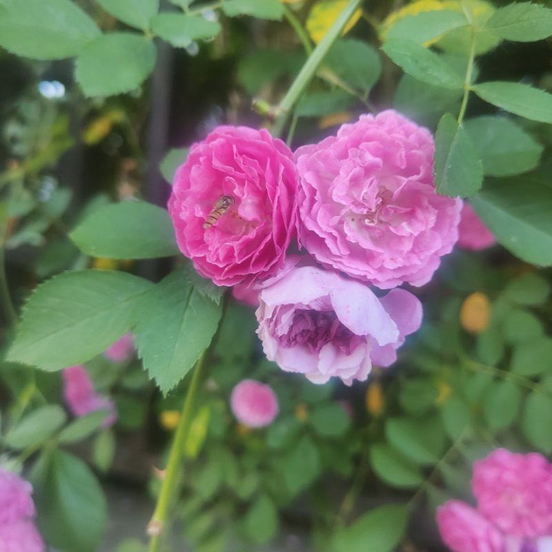 江苏蔷薇花红黄白规格齐全苗圃直销基地直发