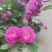 江苏蔷薇花红黄白规格齐全苗圃直销基地直发