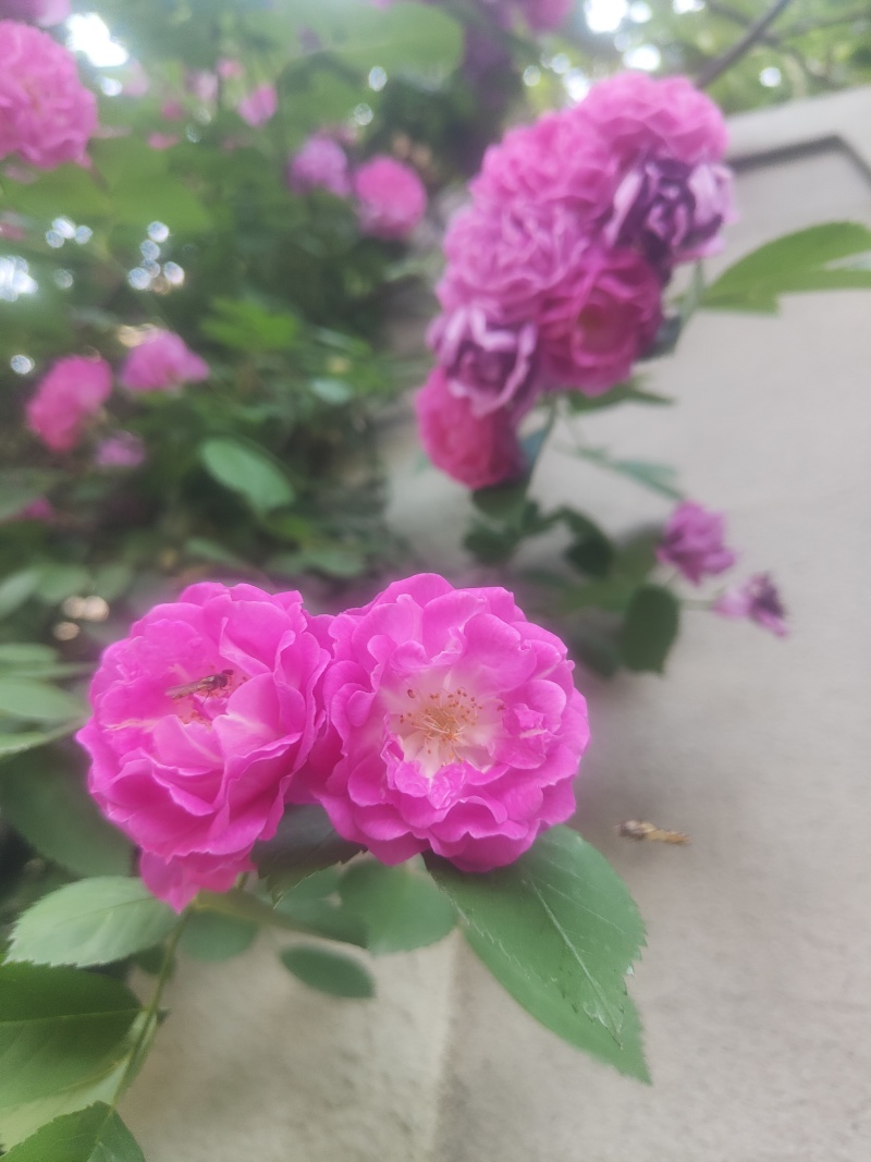 江苏蔷薇花红黄白规格齐全苗圃直销基地直发