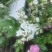 江苏蔷薇花红黄白规格齐全苗圃直销基地直发