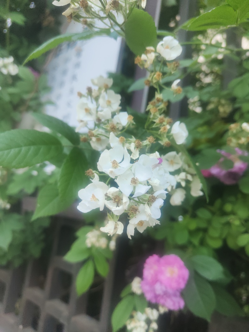 江苏蔷薇花红黄白规格齐全苗圃直销基地直发