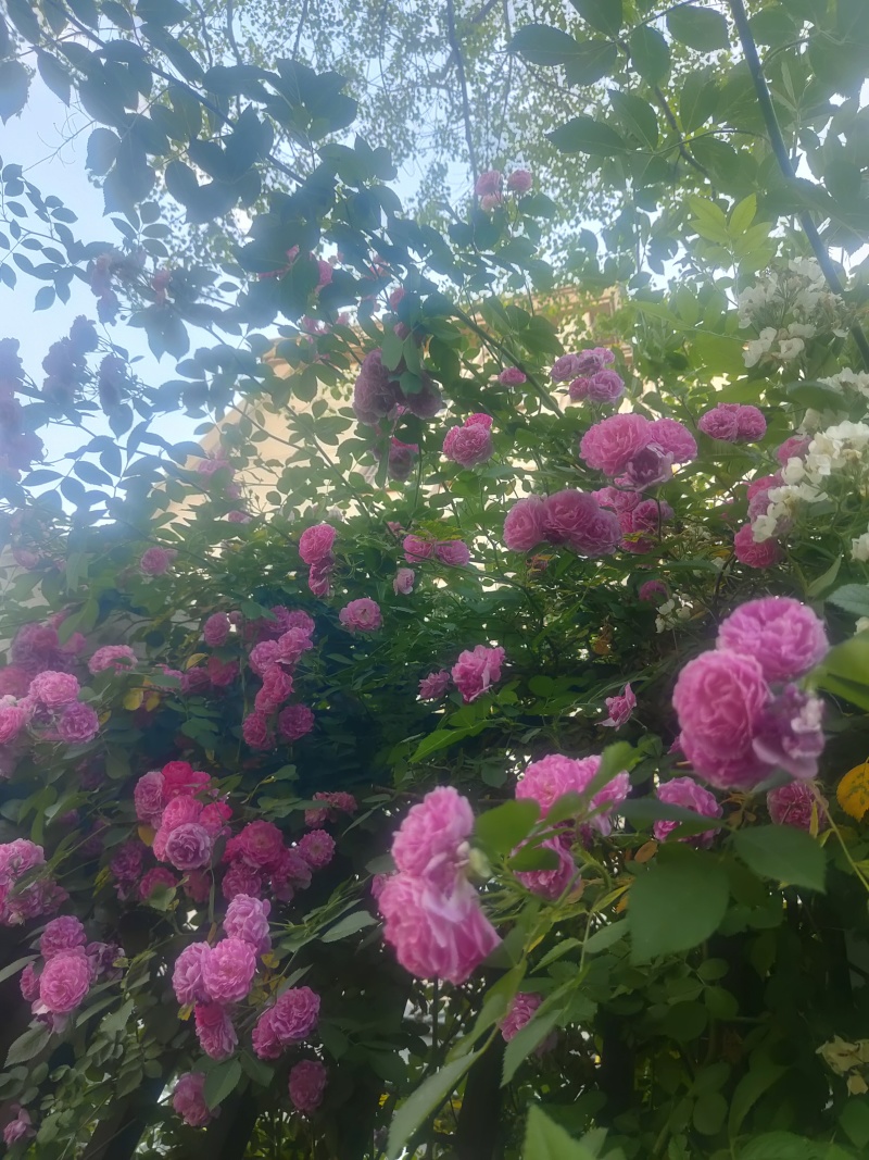 江苏蔷薇花红黄白规格齐全苗圃直销基地直发