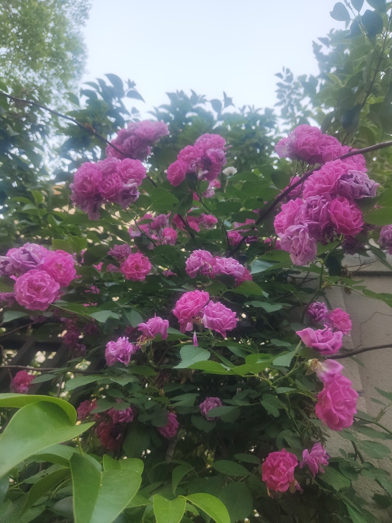 江苏蔷薇花红黄白规格齐全苗圃直销基地直发